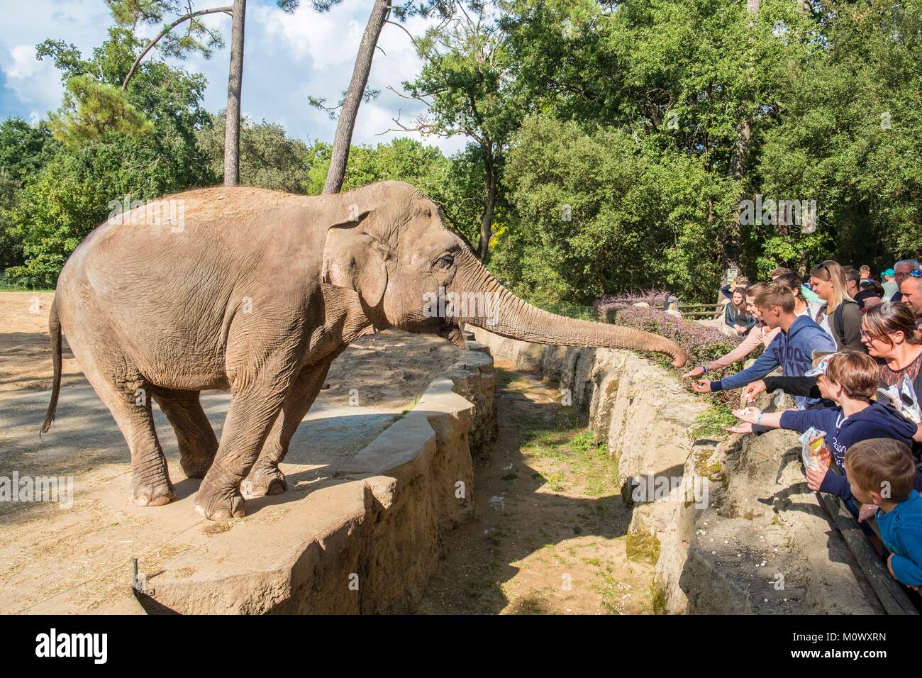 Francia, Charente Maritime, La Palmyre zoo, elefanti Foto Stock