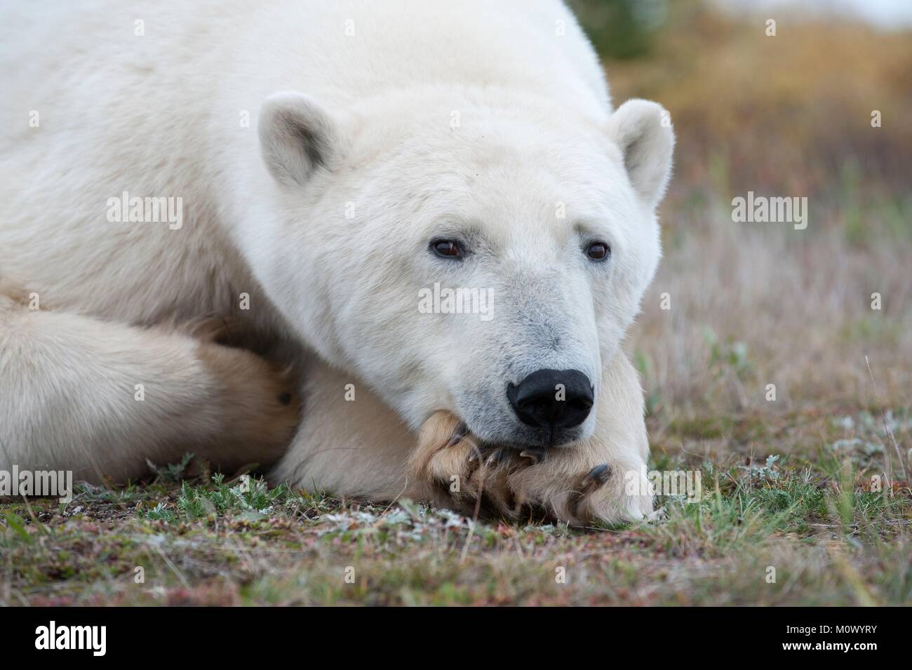 Canada, Manitoba Provincia, la Baia di Hudson, Nanuk Polar Bear Lodge, orso polare (Ursus maritimus) Foto Stock