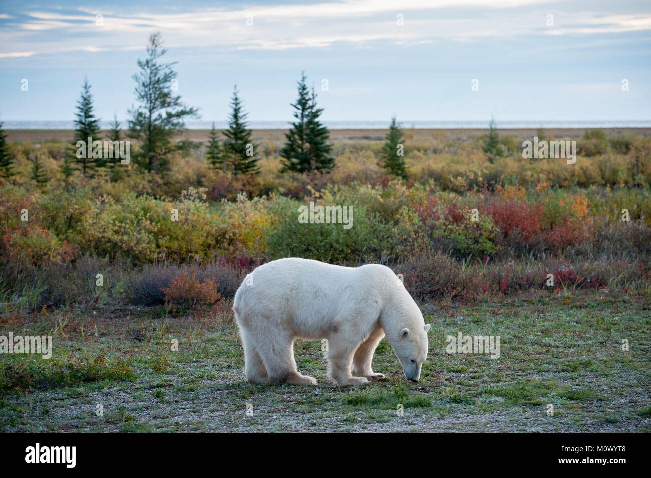 Canada, Manitoba Provincia, la Baia di Hudson, Nanuk Polar Bear Lodge, orso polare (Ursus maritimus) Foto Stock