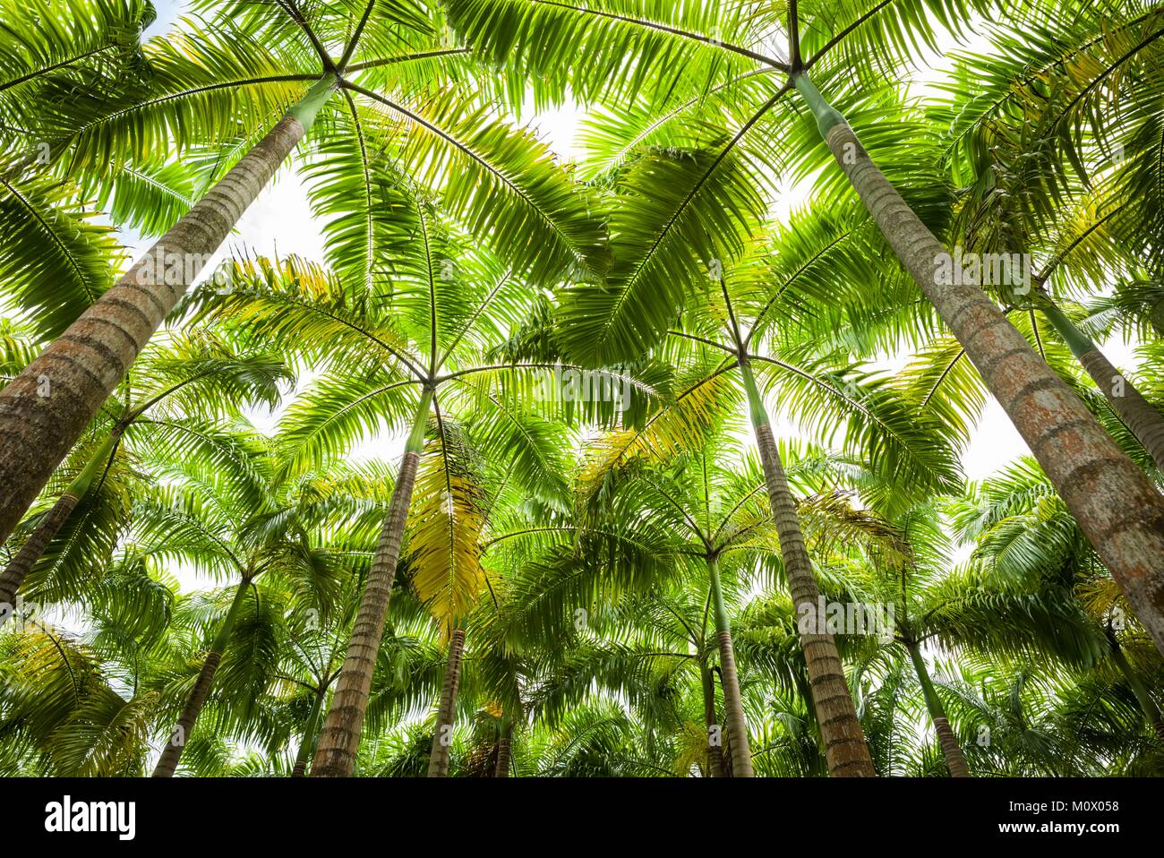 Saint Kitts e Nevis,San Kitts,Molineux,Palm tree Foto Stock