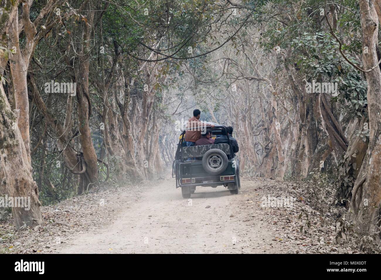 L'India,Stato di Assam,il Parco Nazionale di Kaziranga,sentiero in un tree lane,safari nel parco Foto Stock