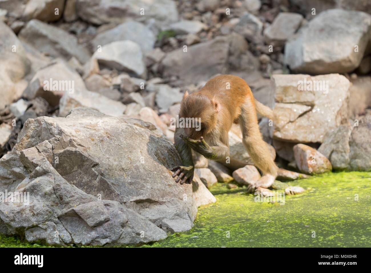 India Rajasthan, il Parco nazionale di Ranthambore, macaco rhesus o di scimmia Rhesus (macaca mulatta mulatta) Foto Stock