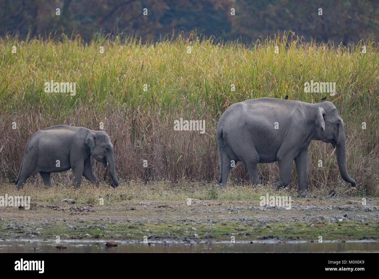India, Stato di Assam, il Parco Nazionale di Kaziranga, Asiatica o elefante Asiatico (Elephas maximus) Foto Stock