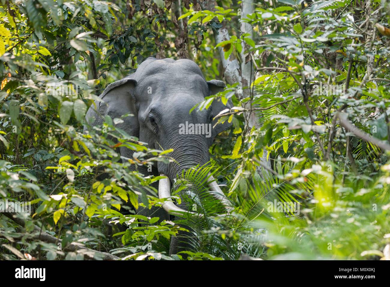 India, Stato di Assam, il Parco Nazionale di Kaziranga, Elefante asiatico (Elephas maximus), selvaggio nella foresta Foto Stock