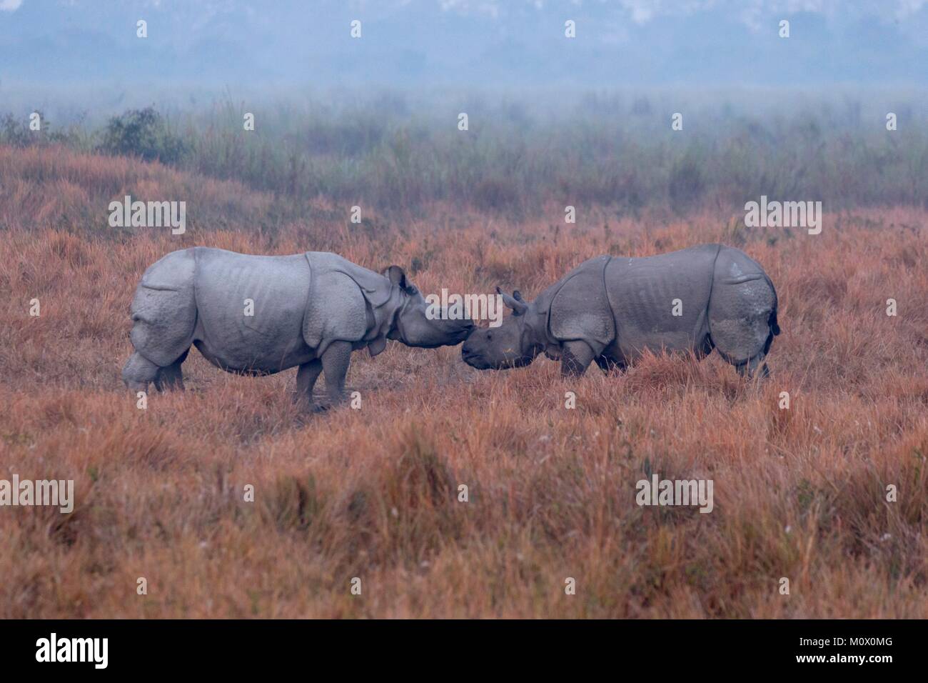 India, Stato di Assam, il Parco Nazionale di Kaziranga, Asian Rhino un-cornuto o il rinoceronte indiano o maggiore di un corno di rinoceronte (Rhinoceros unicornis), P Foto Stock