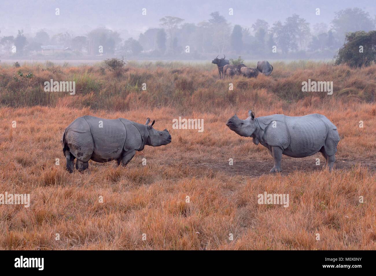India, Stato di Assam, il Parco Nazionale di Kaziranga, Asian Rhino un-cornuto o il rinoceronte indiano o maggiore di un corno di rinoceronte (Rhinoceros unicornis), P Foto Stock