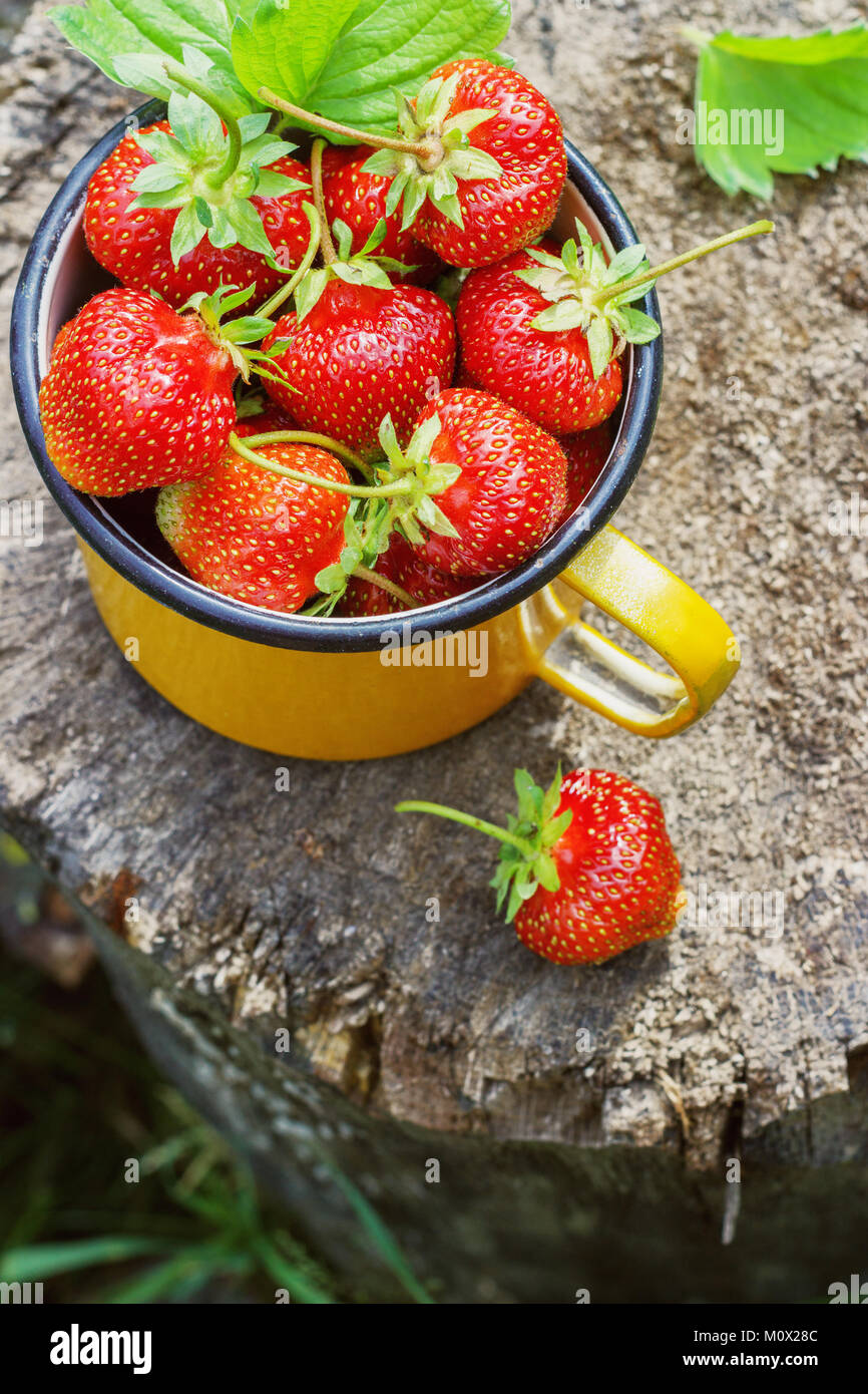 Fragole fresche in un metallo mug in giardino Foto Stock