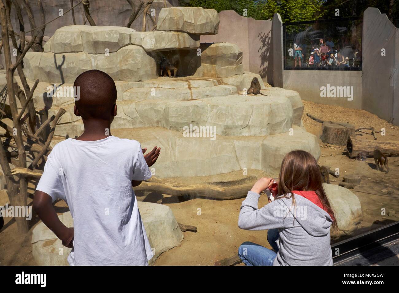 Francia, Parigi, il Parco Zoologico di Parigi (Vincennes Zoo),Biozone Sahel-Sudan,involucro di Guinea babbuini (Papio Papio) Foto Stock