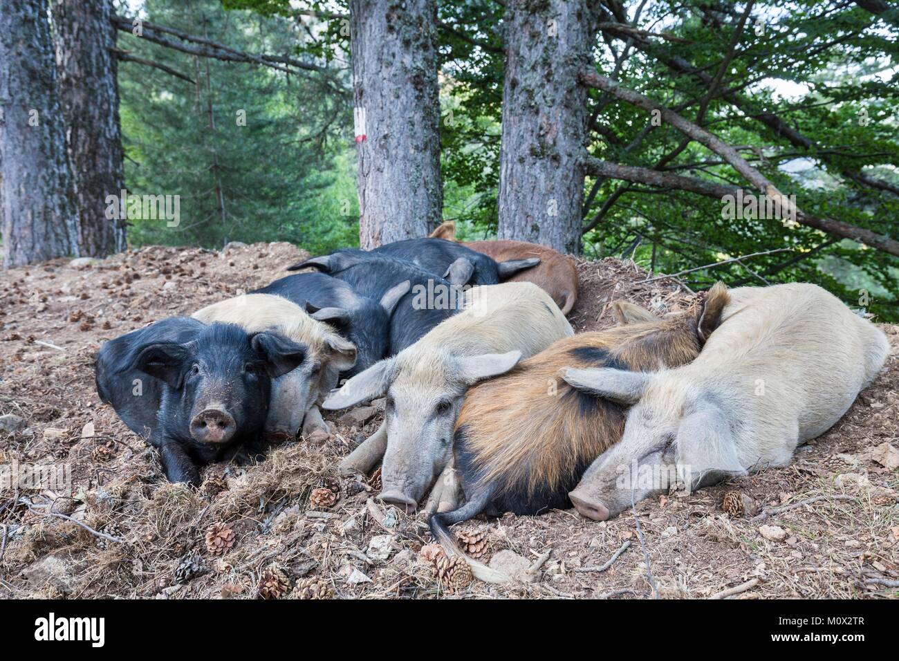 Francia, Corse du Sud, Evisa, territoriale della foresta di Aitone, di suini della Corsica o Porcu nustrale sollevato esclusivamente all'aperto in Corsica per il semi stato selvaggio Foto Stock