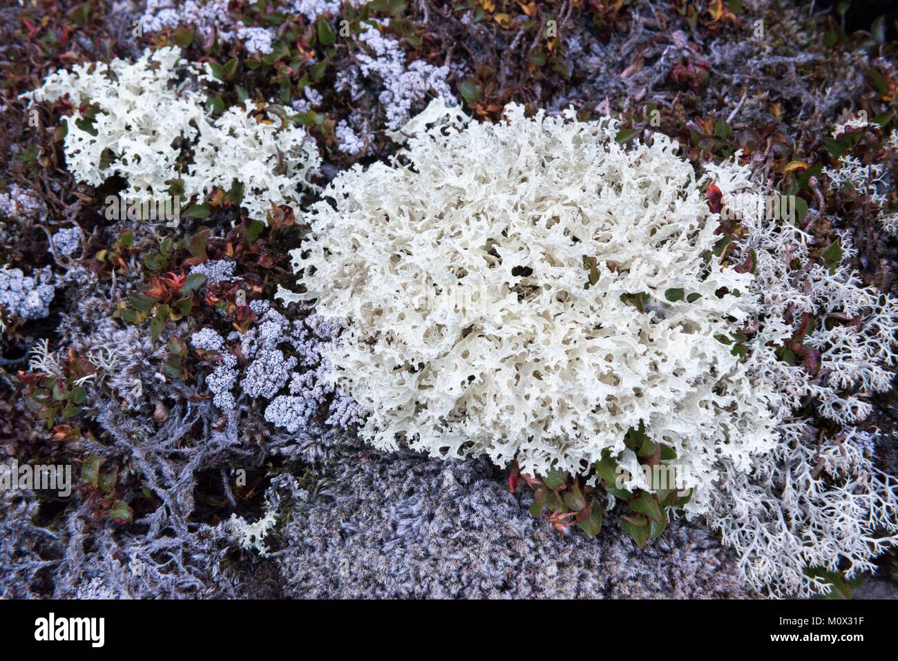 La Groenlandia,Sermersooq,Kulusuk,lichen (Cladonia rangiferina) Foto Stock