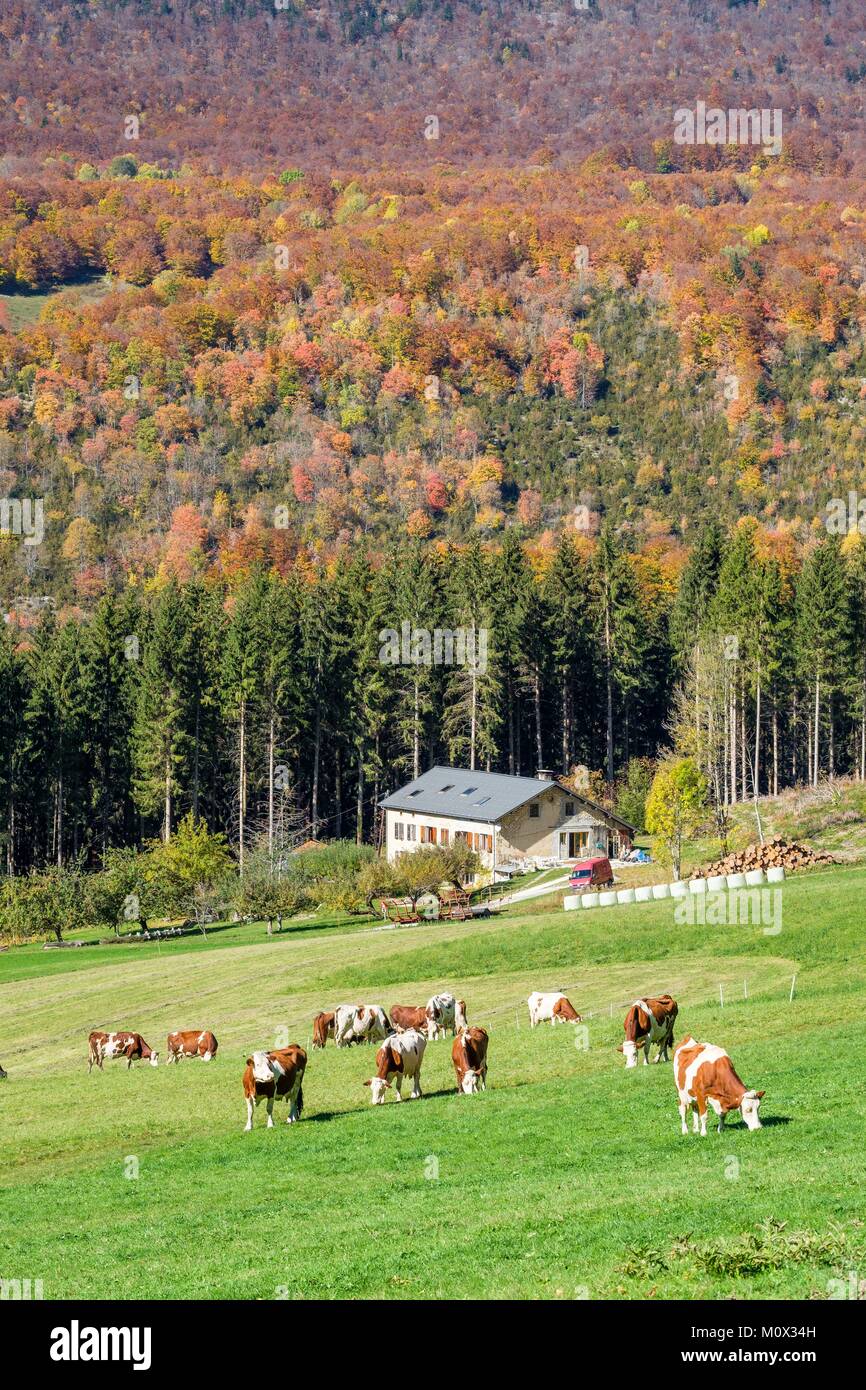 Francia,Isere,Vercors Parco Naturale Regionale,agriturismo vicino a Rencurel e Coulmes Bosco in autunno Foto Stock