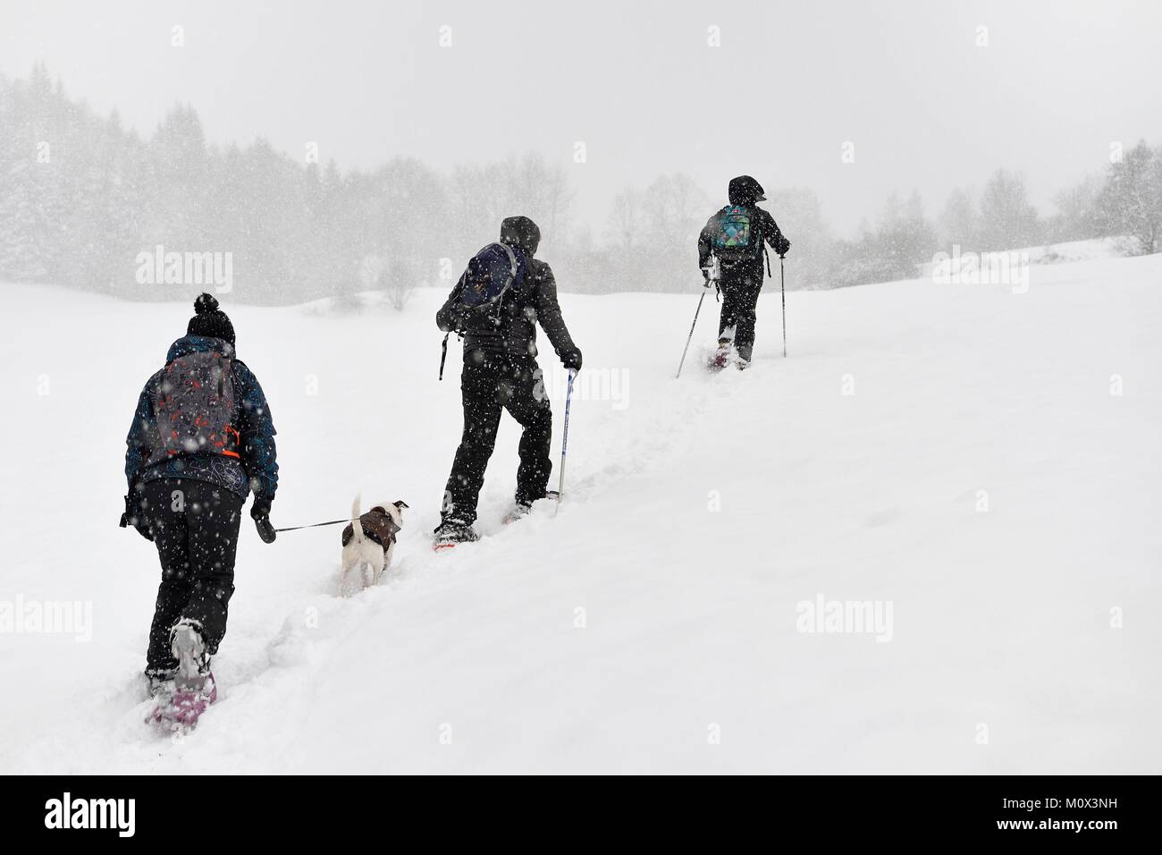 Francia,Haute Savoie,Araches la Frasse,Les Carroz d'Araches ski resort,escursioni con le racchette da neve Foto Stock