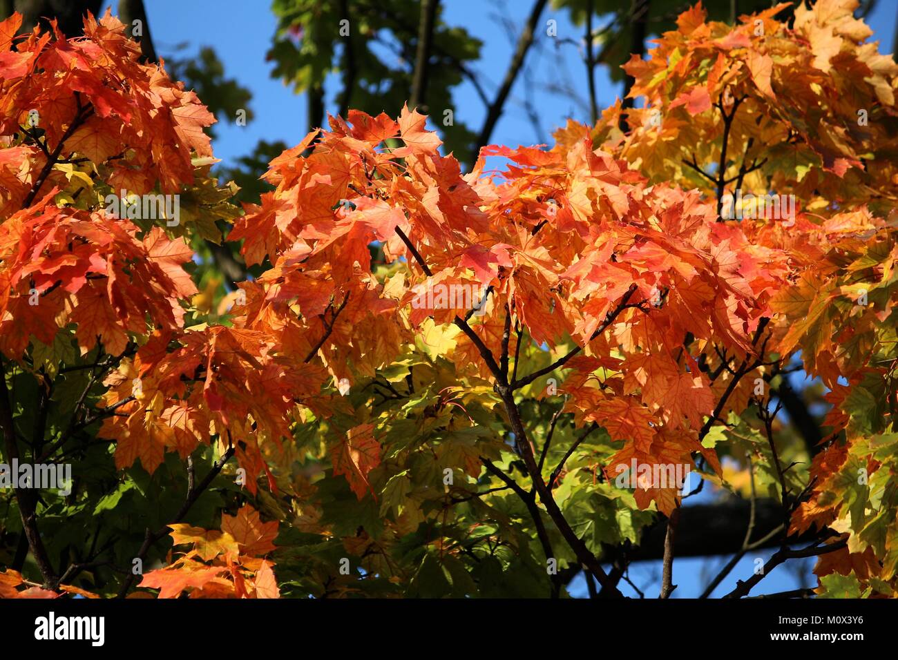 Autunno a Katowice, Polonia - i colori autunnali nel Parco di Slesia (Parco Slaski). Foto Stock