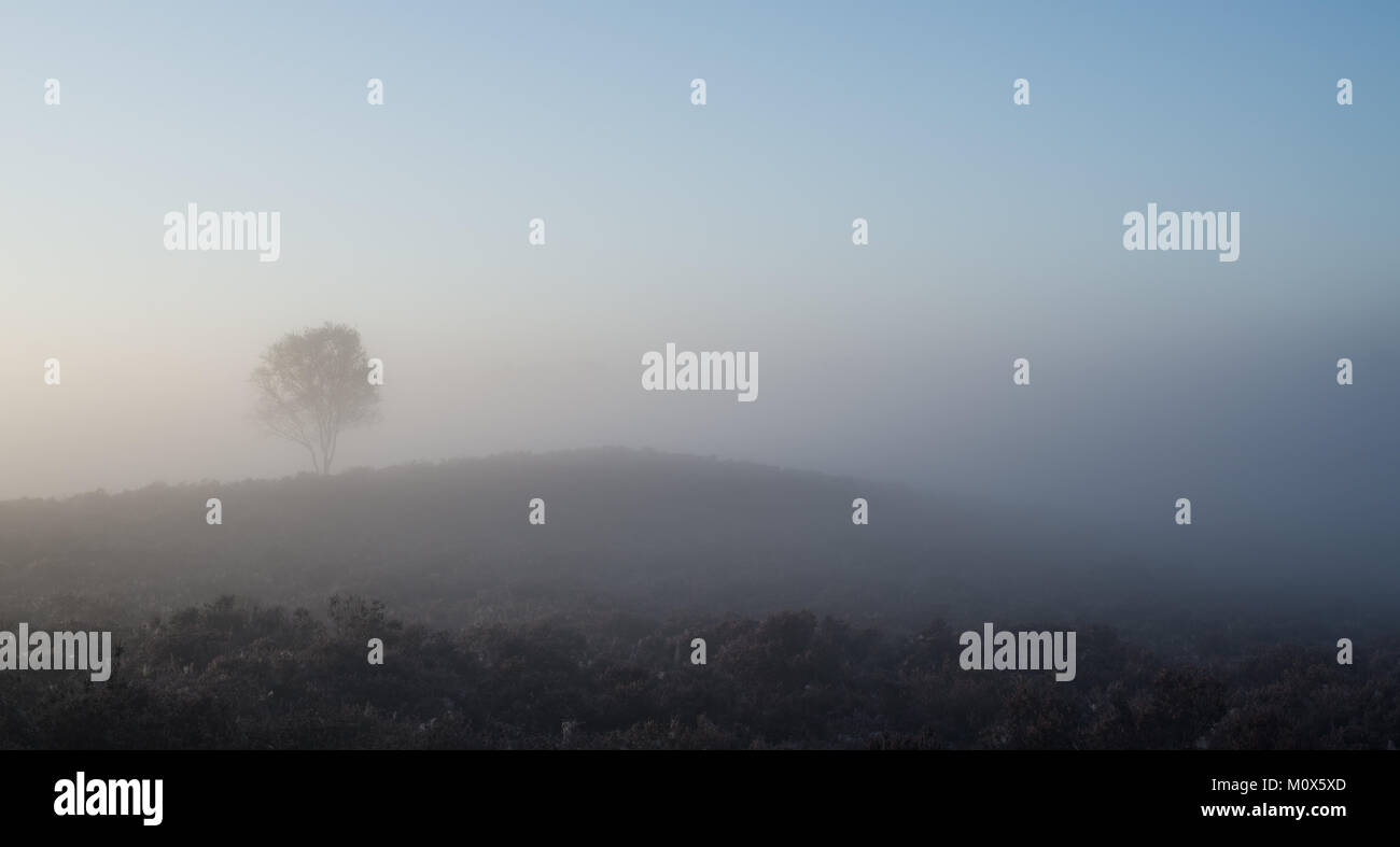 Alberi nella nebbia nella foresta e sulla brughiera da Dunwich Heath, RSPB Minsmere sulla costa di Suffolk. Foto Stock