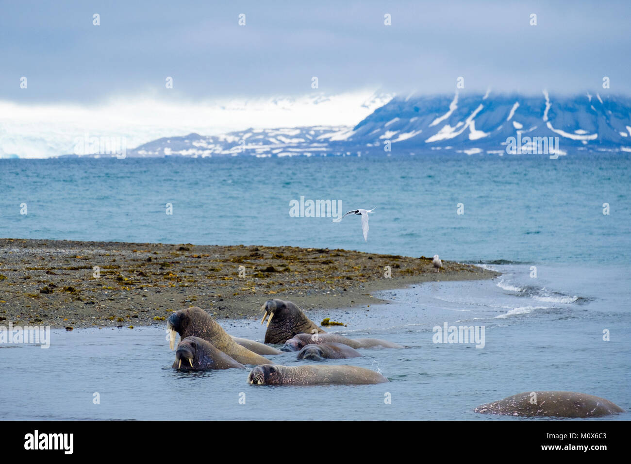 Arctic Tern sorvolano trichechi (Odobenus rosmarus) nuotare in mare in estate. Isola Spitsbergen, Svalbard, Norvegia e Scandinavia Foto Stock