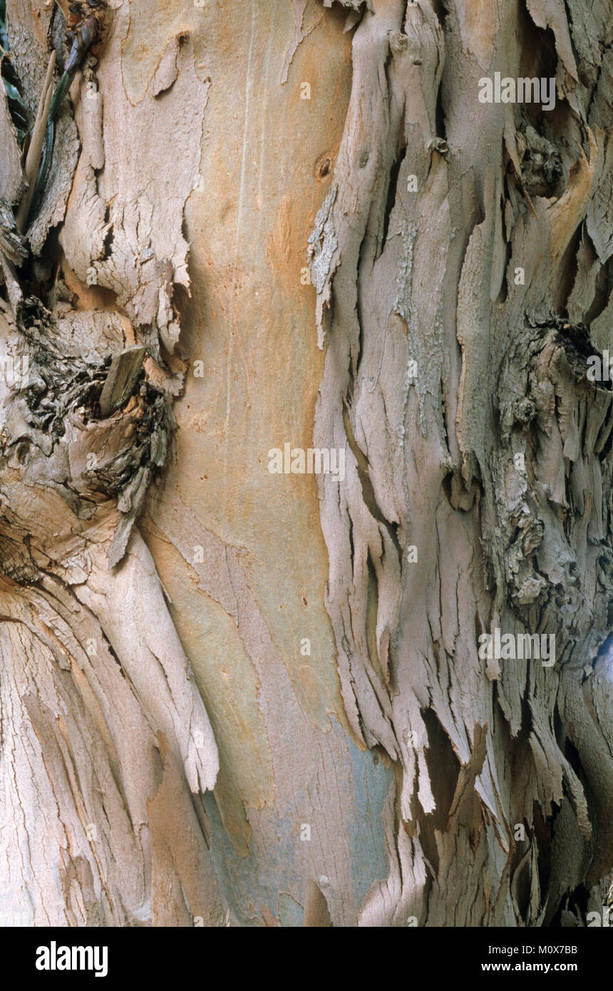Blu della Tasmania Gum tree, corteccia, Provenza, Francia / (Eucalyptus globulus) | Gewoehnlicher Fieberbaum, Rinde / (Eucalyptus globulus) Foto Stock