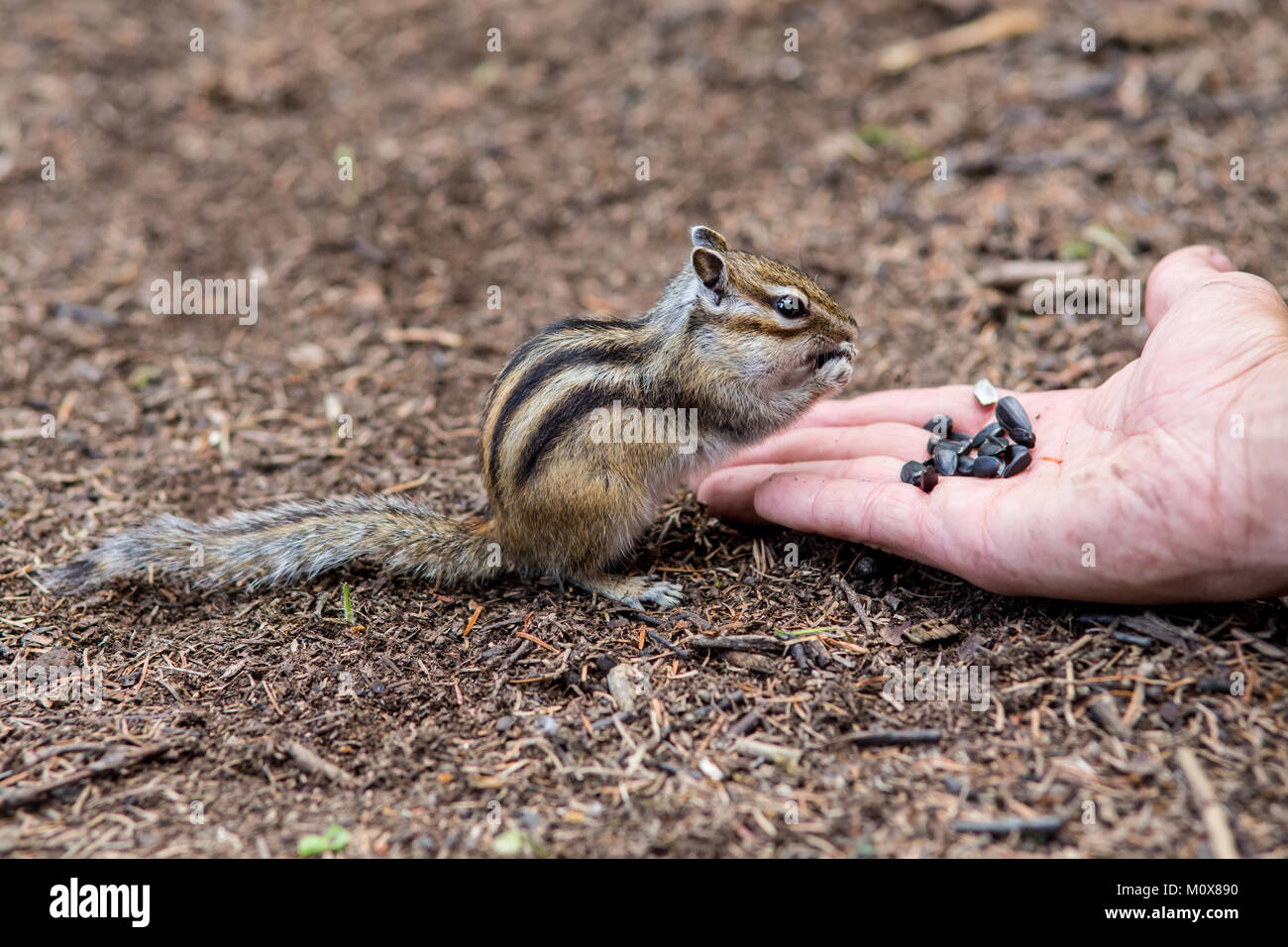 Scoiattolo striado mangiare cibo da palm di un essere umano Foto Stock