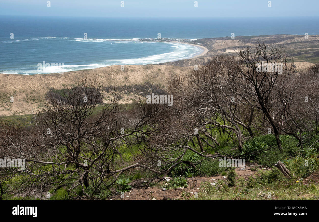 Brenton sul mare nei pressi di Knysna Western Cape Sud Africa, circa 2017. Alberi bruciati da un incendio di foresta si affacciano sulla spiaggia Foto Stock