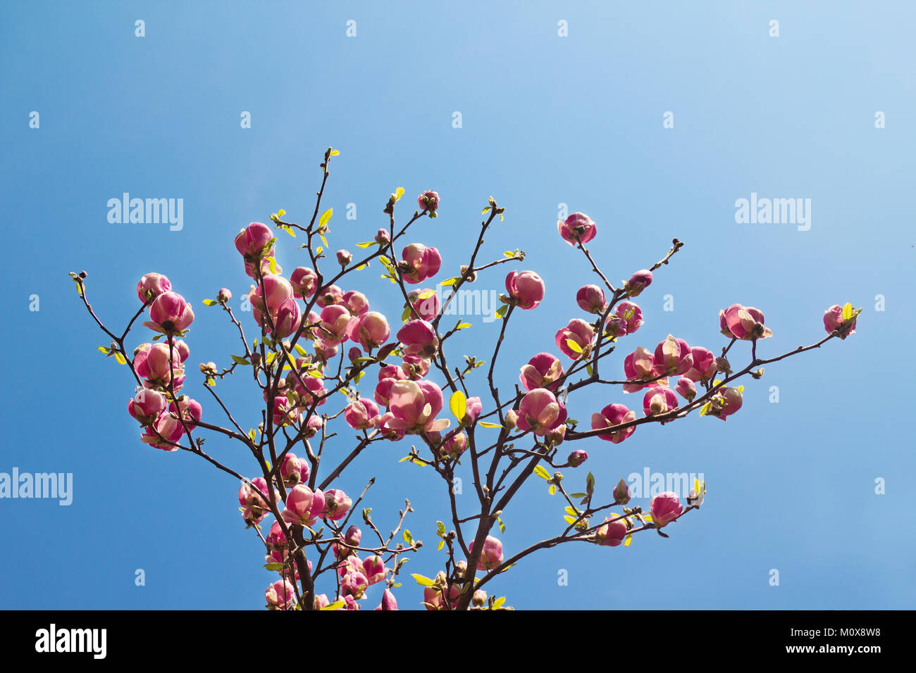 Fiori di albero di magnolia oltre il cielo azzurro in primavera. Foto Stock