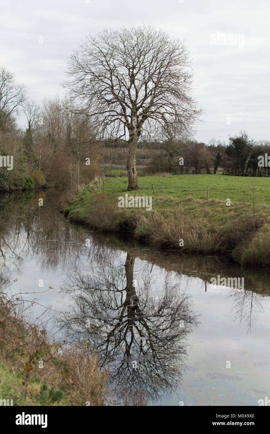 Un albero senza foglie con uno specchio di riflessione di immagine di se stesso nell'acqua del canale in primo piano. Foto Stock
