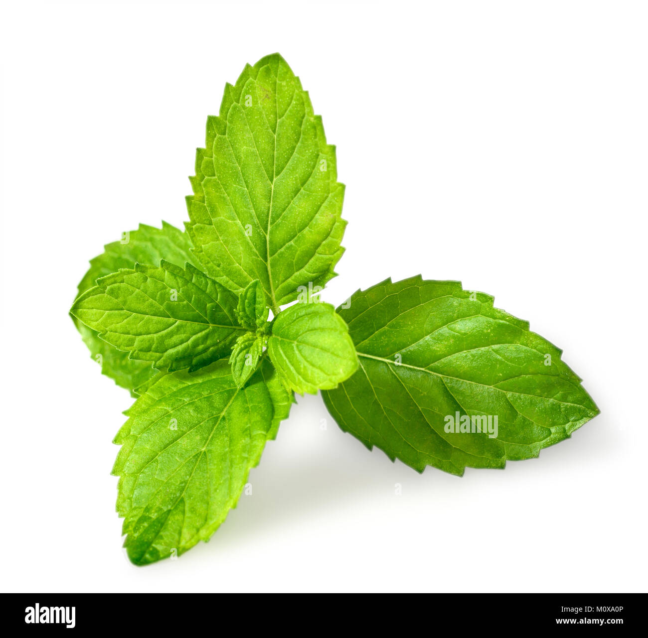 Primo piano della menta romana fresca lascia isolati su sfondo bianco Foto Stock