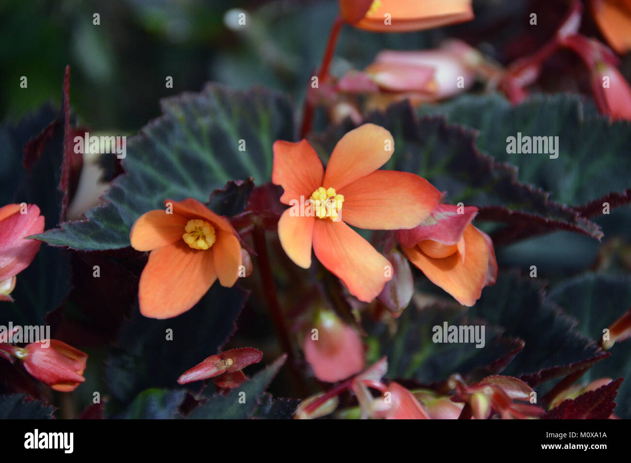 Close up del premiato Begonia 'un tizzone" sul display in corrispondenza di RHS Garden, Harlow Carr, Harrogate, Yorkshire. Regno Unito. Foto Stock