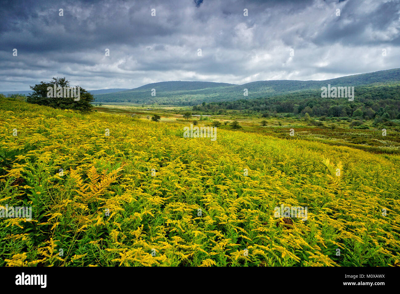 Prato di spazzamento di oro in Canaan Valley National Wildlife Refuge West Virginia Foto Stock