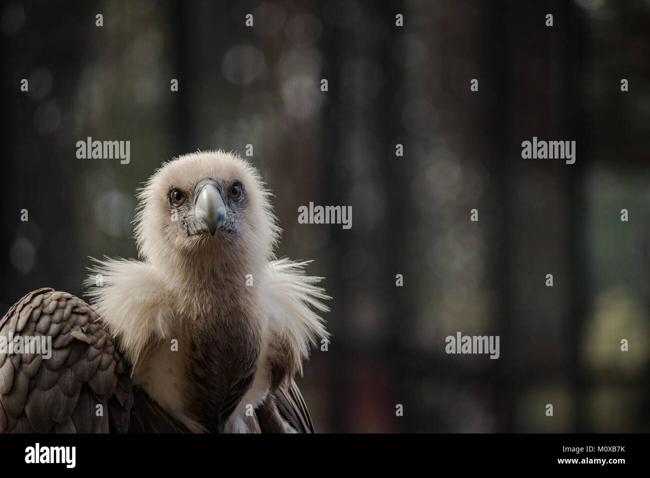 Il grifone (Gyps fulvus) è un grande vecchio mondo in vulture il rapace famiglia. Foto Stock