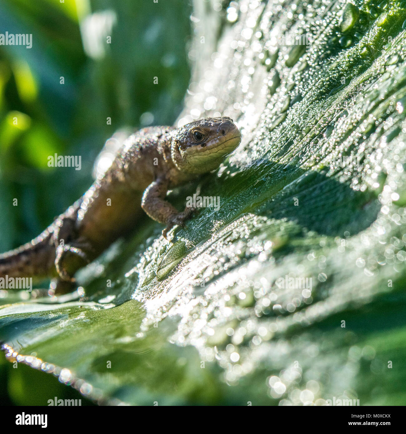 Lucertola comune crogiolarsi al sole. Giardino Animali selvatici nel Regno Unito Foto Stock