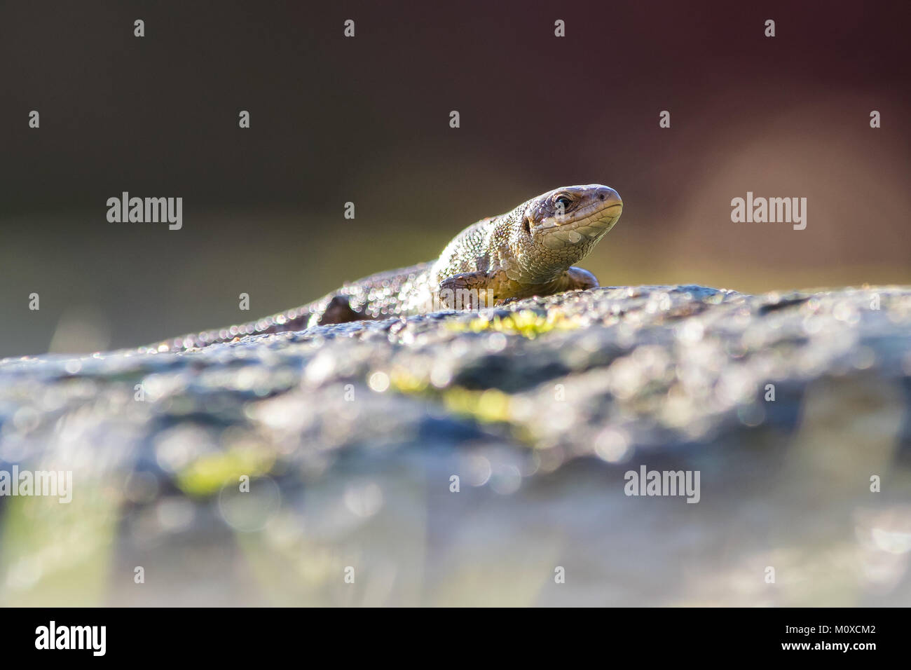 Lucertola comune crogiolarsi al sole. Giardino Animali selvatici nel Regno Unito Foto Stock