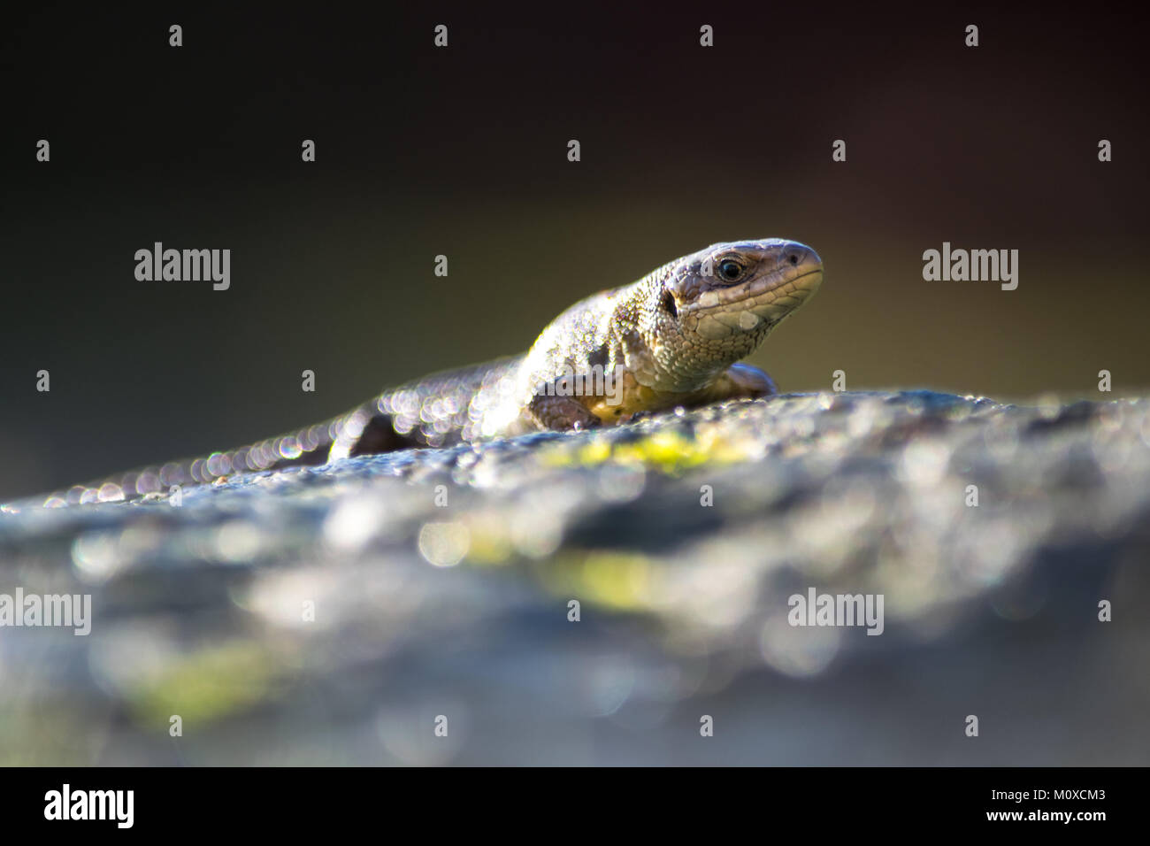 Lucertola comune crogiolarsi al sole. Giardino Animali selvatici nel Regno Unito Foto Stock