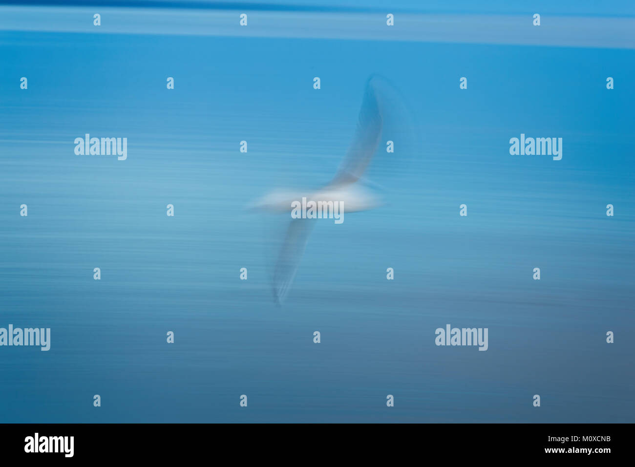 Foto astratte da un gabbiano dal di sopra, una lunga esposizione Foto Stock