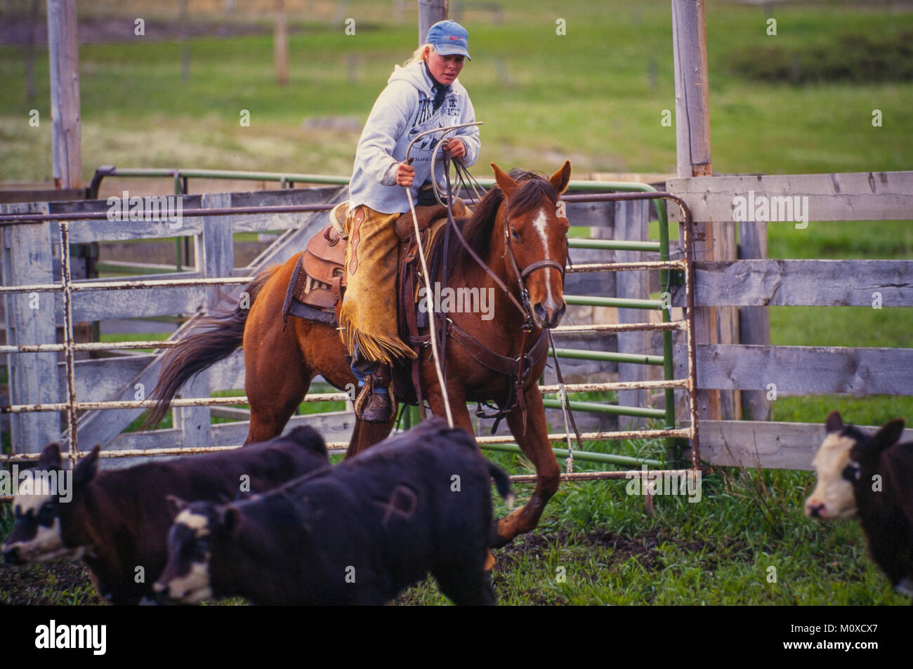 Ranch vicini con l aiuto di un allevamento bovino roundup e il branding in Sud Dakota. Foto Stock