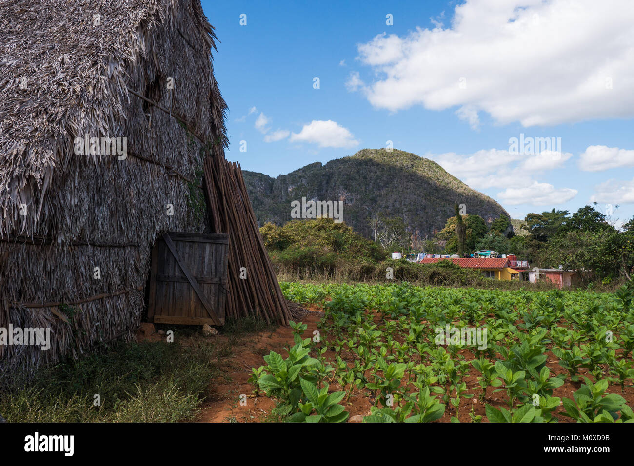 Fattoria di tabacco sparso in Vinales, Cuba wiith piante di tabacco Foto Stock