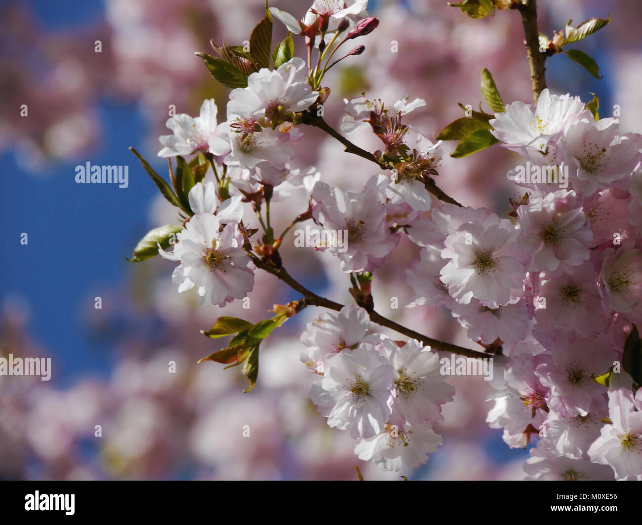 Fiore di Ciliegio ramo Foto Stock