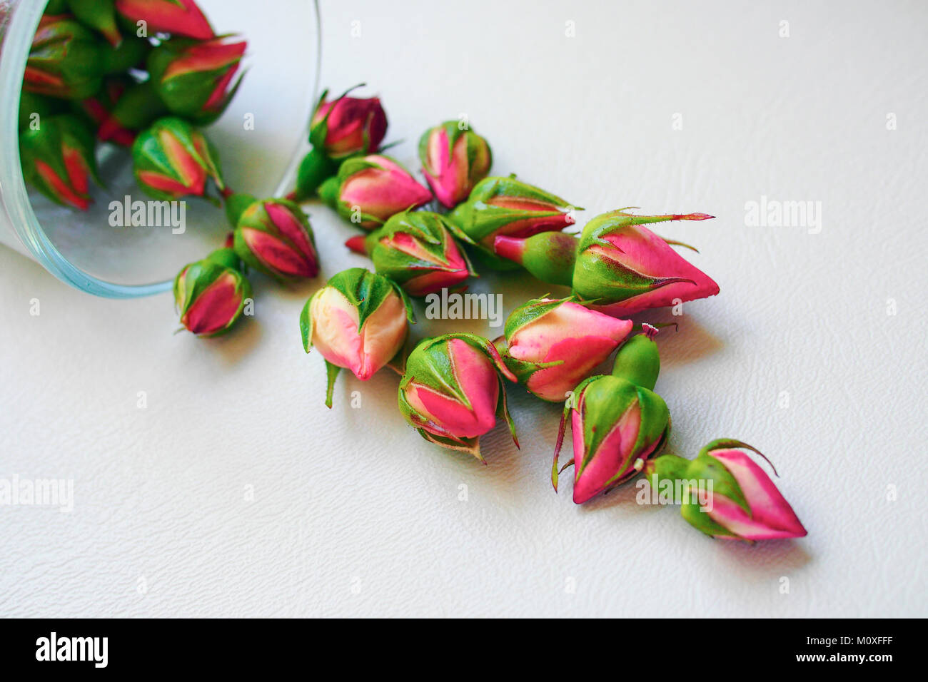 Rosebuds essiccato su sfondo bianco Foto Stock