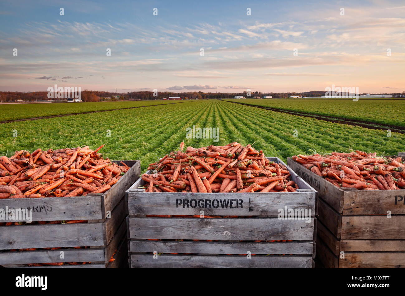 Casse di carote con un campo maturo di carote in background. Holland marsh in Bradford West Gwillimbury, Ontario, Canada. Foto Stock