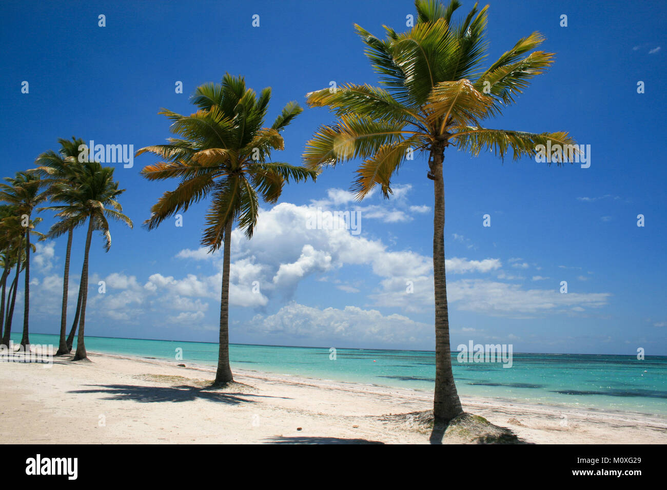 Splendide palme sulla spiaggia nella Repubblica Dominicana Foto Stock