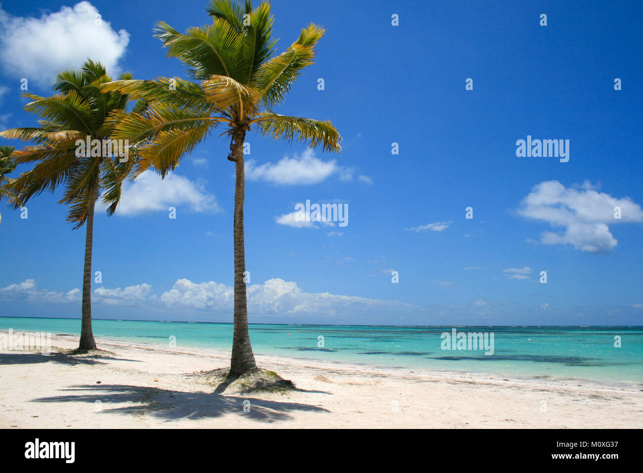 Due palme sulla spiaggia tropicale nella Repubblica Dominicana Cap Cana Foto Stock