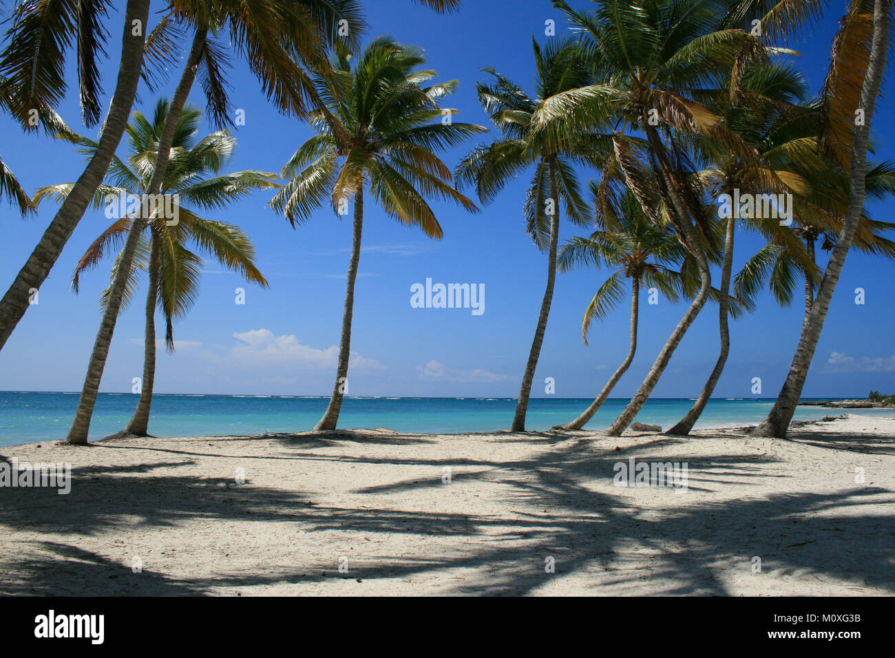 Fiancheggiata da palme Beach in Punta Cana Repubblica Dominicana Foto Stock