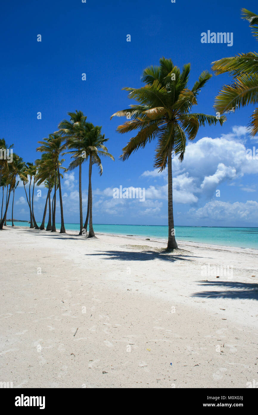 Splendide palme sulla spiaggia Juanillo, Cap Cana Repubblica Dominicana Foto Stock
