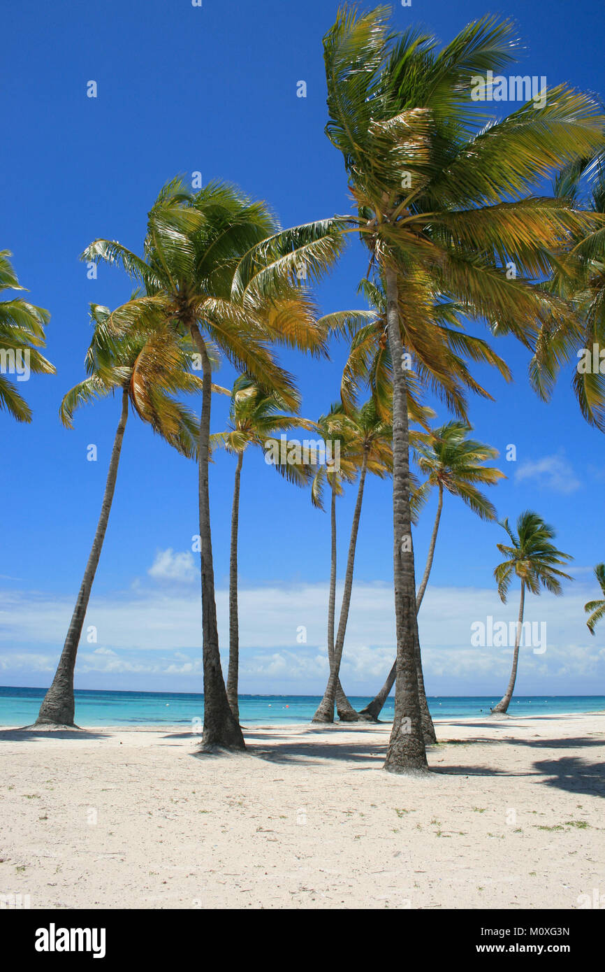 Gli alberi di palma, acque blu, Cap Cana, Punta Cana Repubblica Dominicana Foto Stock