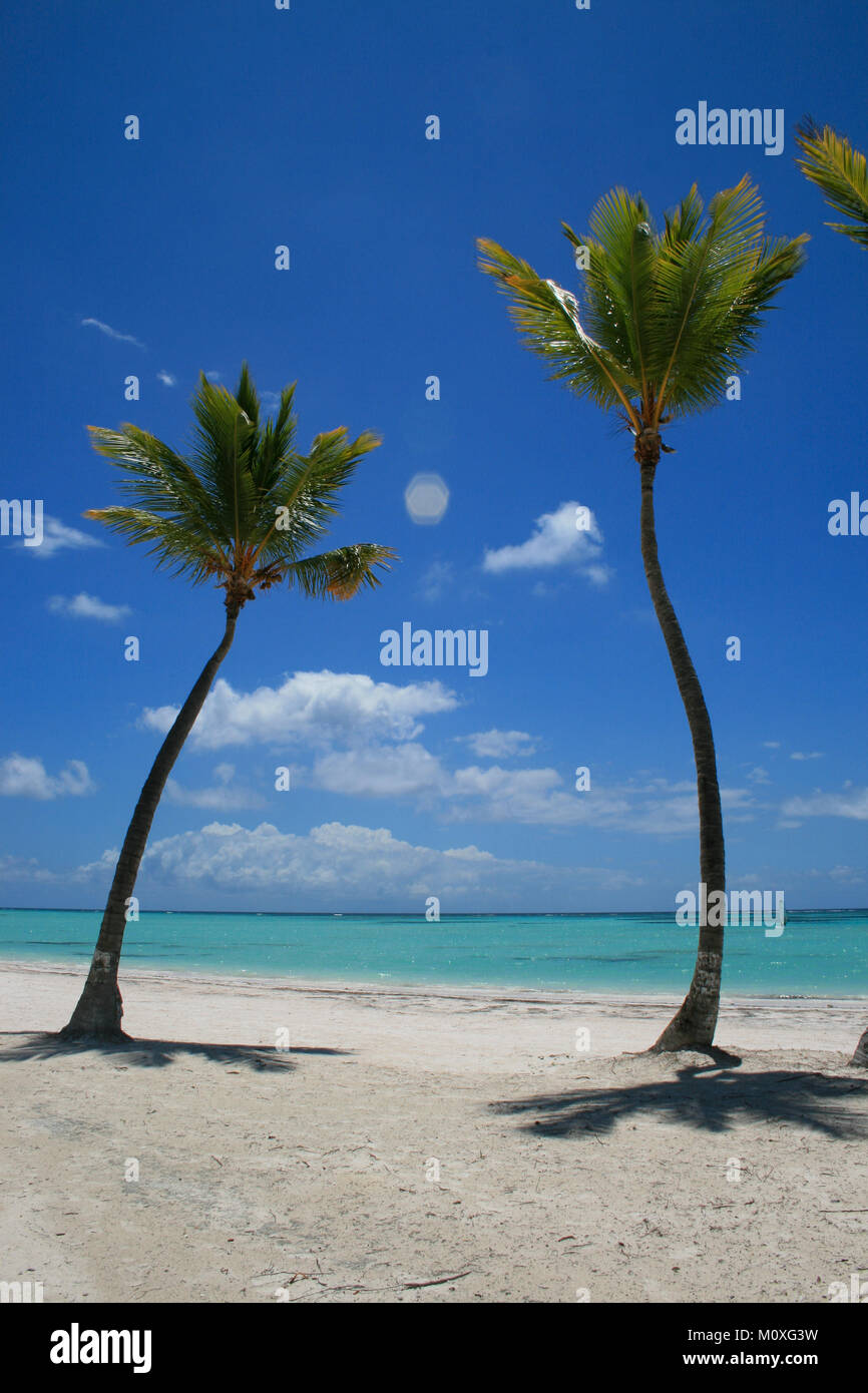 Due palme sulla spiaggia di Punta Cana Cap Cana Foto Stock