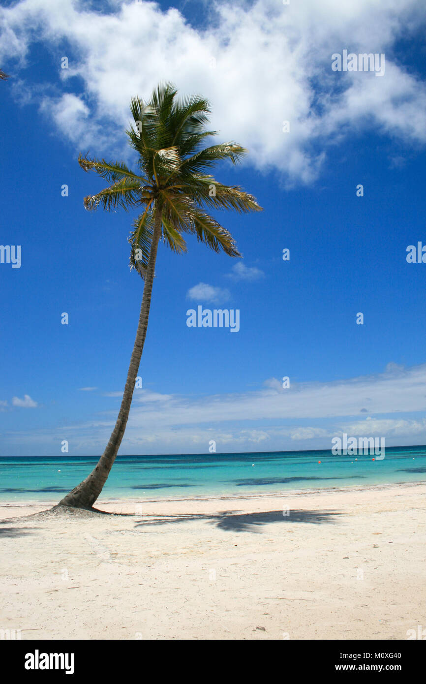 Unico albero di palme sulla spiaggia di Cap Cana, Repubblica Dominicana Foto Stock