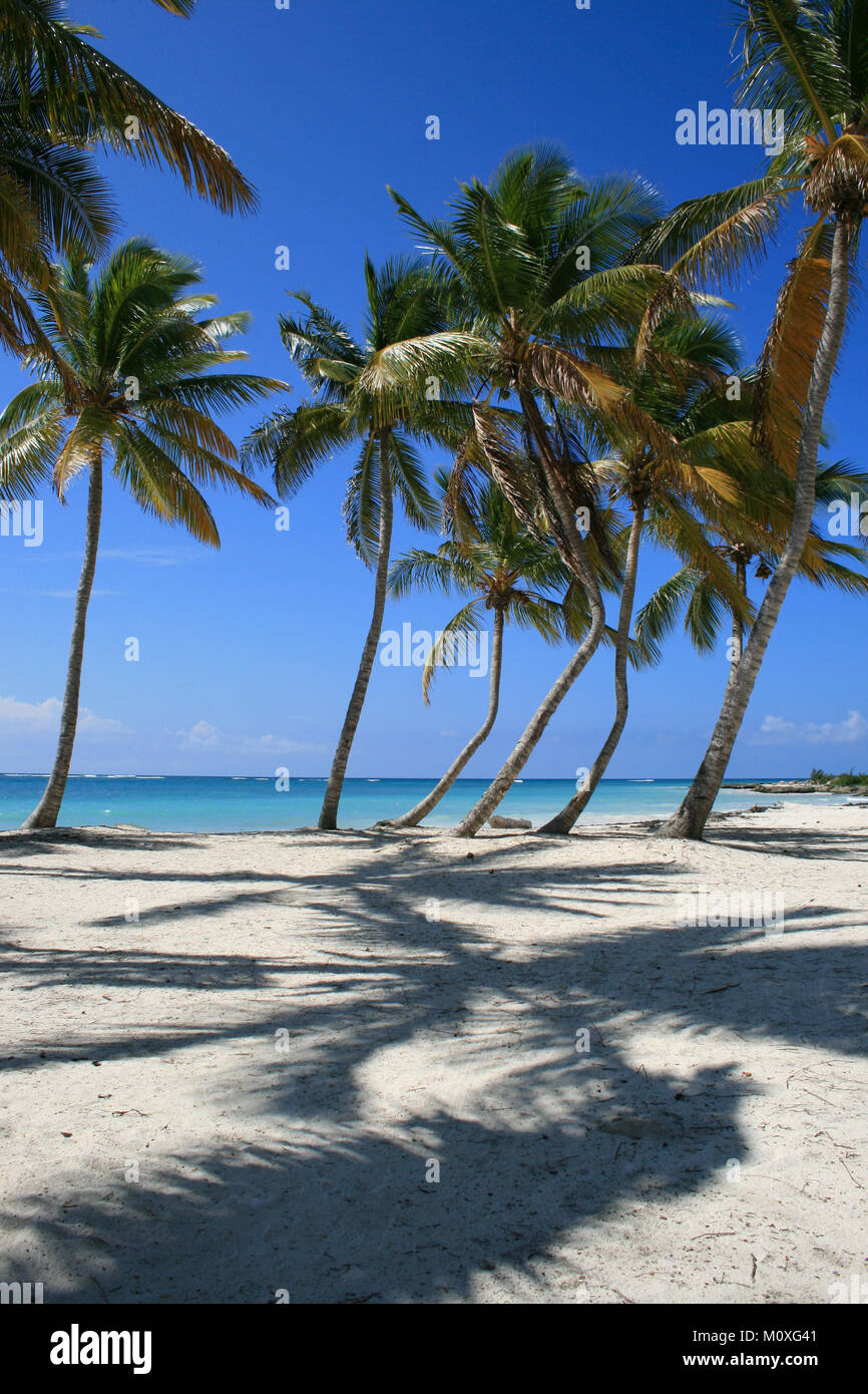 Fiancheggiata da palme Beach in Punta Cana Repubblica Dominicana Foto Stock