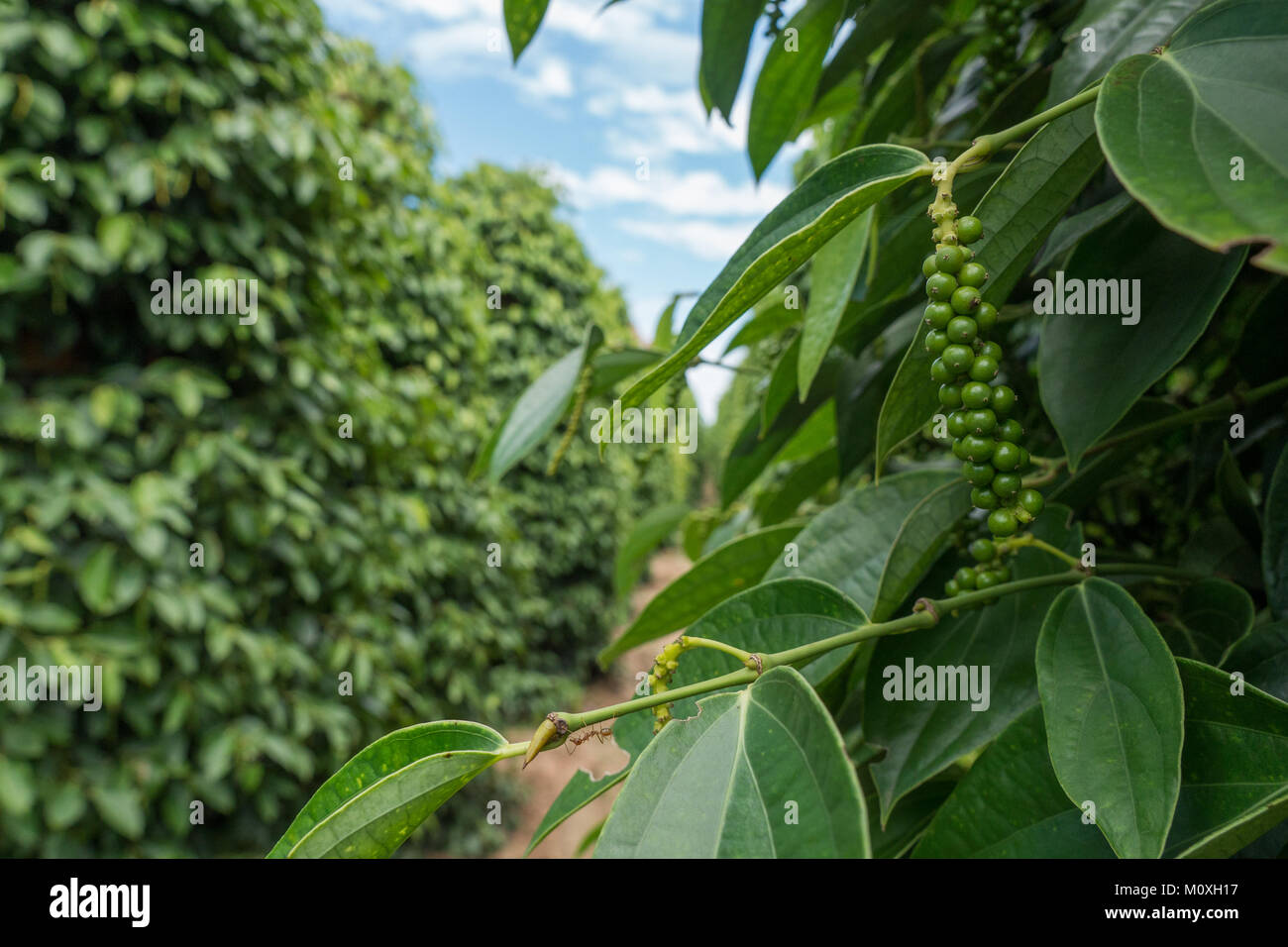 Il Kampot pepe plantation tour in Kep, Cambogia Foto Stock