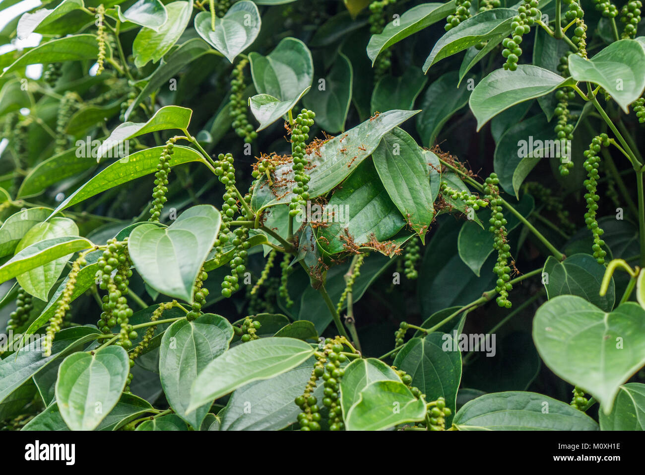 Il Kampot pepe plantation tour in Kep, Cambogia Foto Stock