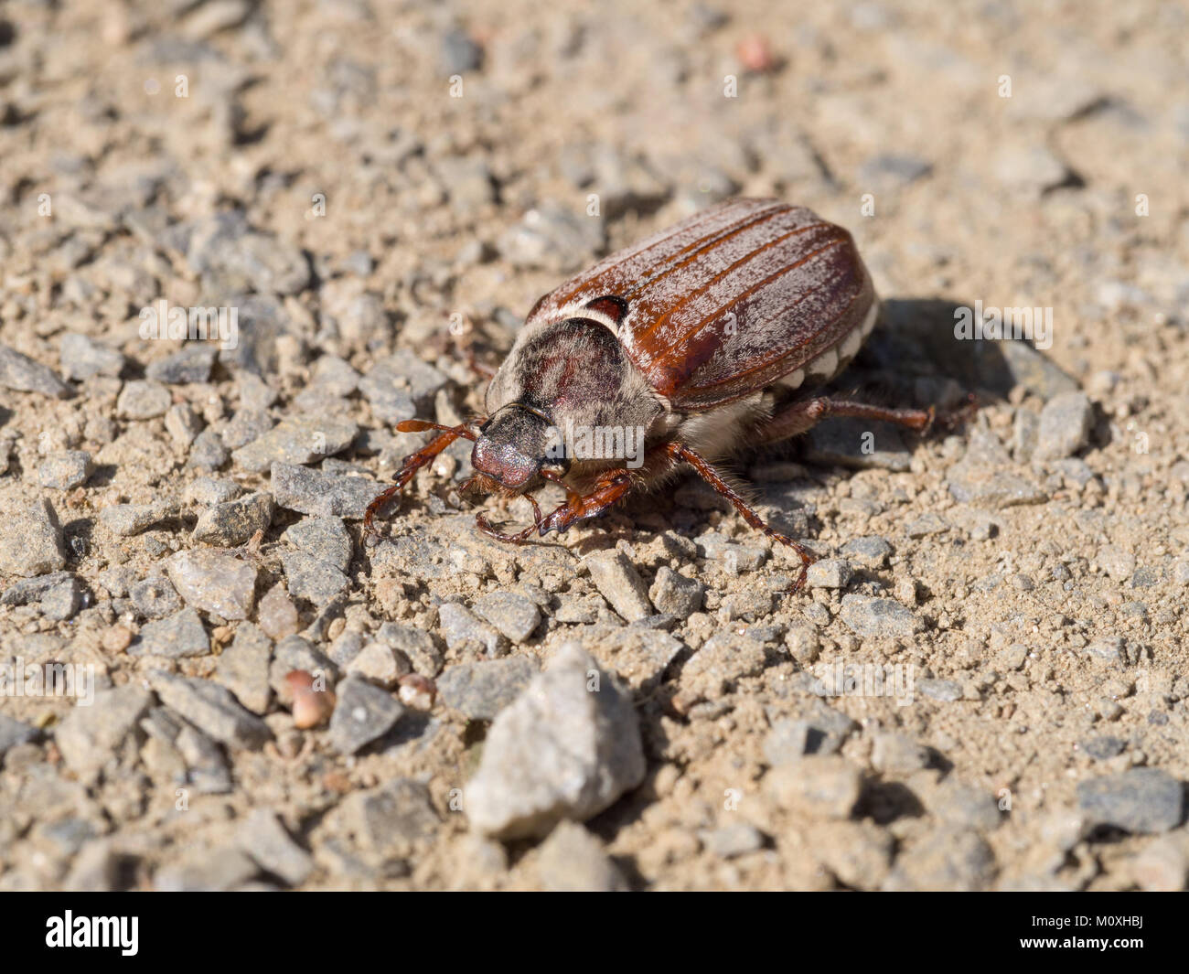 Cockchafer, può bug, doodlebug, Melolontha melolontha Foto Stock