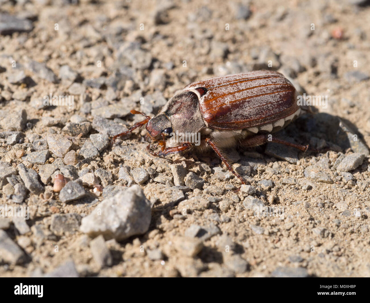 Cockchafer, può bug, doodlebug, Melolontha melolontha Foto Stock