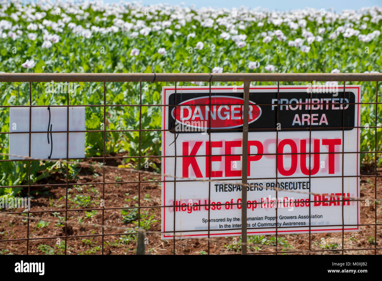 Giuridico di papavero da oppio agricoltura in Tasmania, Australia offre alle aziende farmaceutiche con il materiale grezzo per la loro oppioidi. Foto Stock